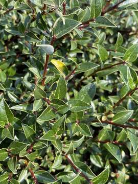 Image of Salix planifolia subsp. planifolia