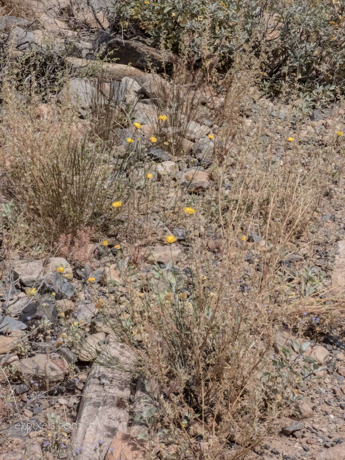 Imagem de Xanthisma spinulosum var. gooddingii (A. Nels.) D. R. Morgan & R. L. Hartman