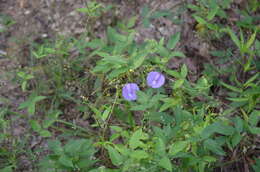 Plancia ëd Centrosema virginianum (L.) Benth.