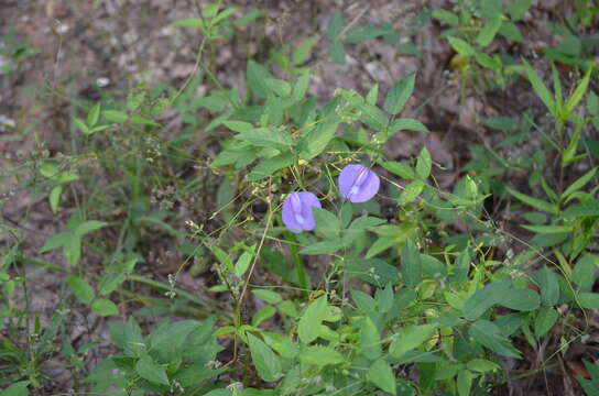 Image of spurred butterfly pea