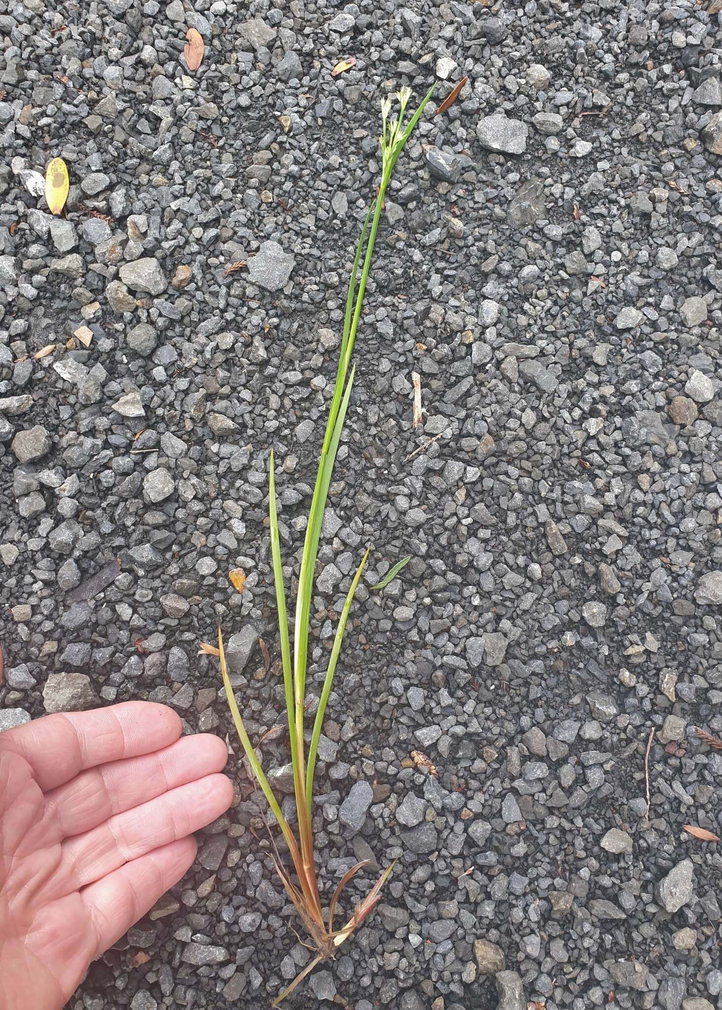 Juncus prismatocarpus R. Br. resmi