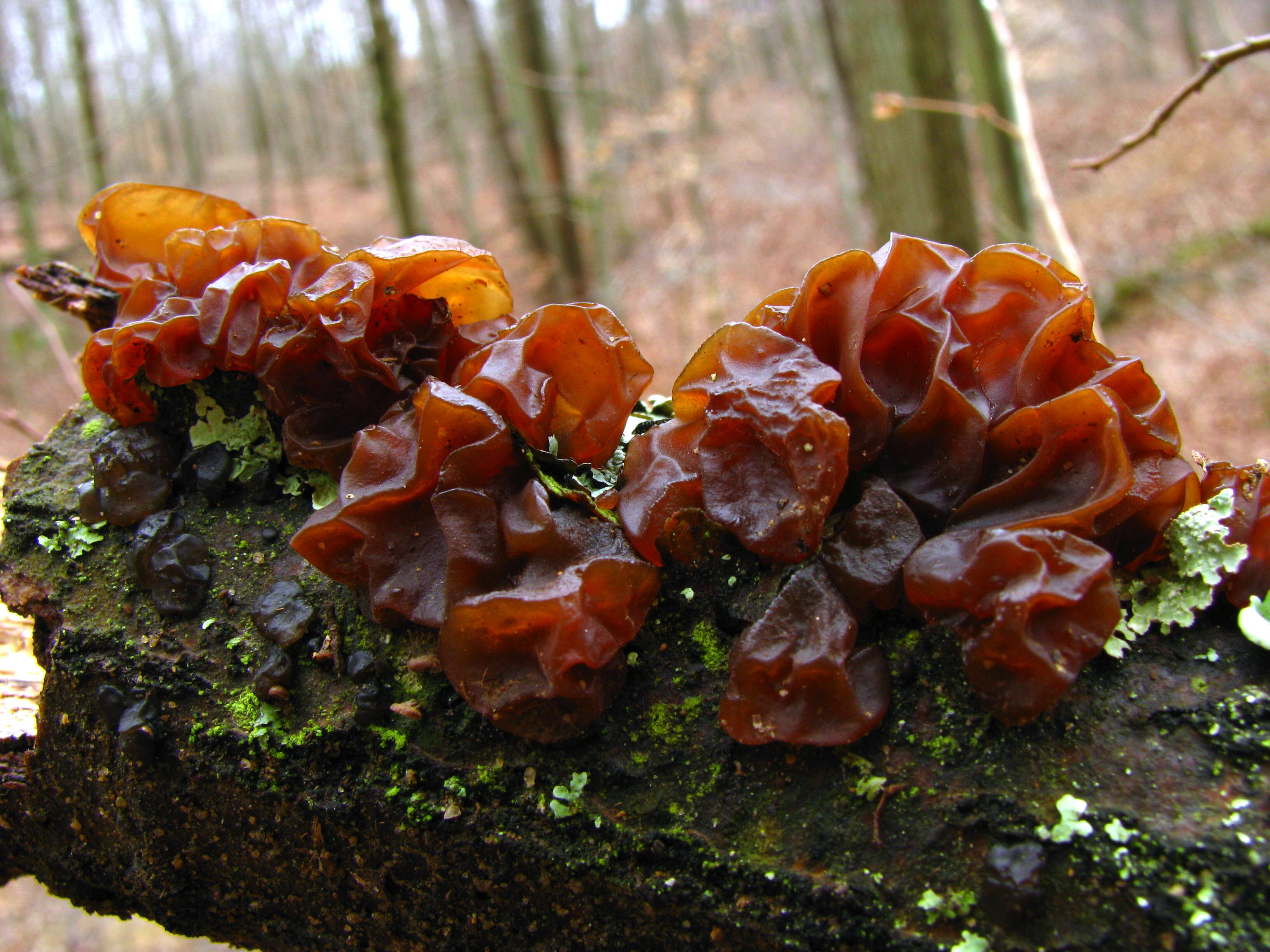 Image of Tremella foliacea