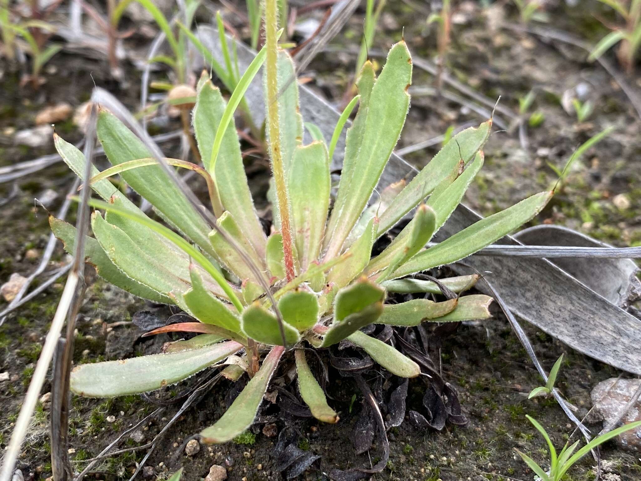 Stylidium eriorrhizum R. Br. resmi