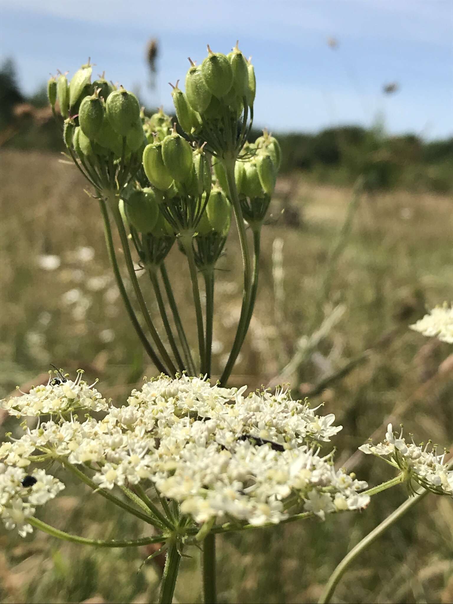 صورة Heracleum sphondylium subsp. sphondylium