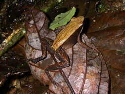 Image of Central Madagascar Frog