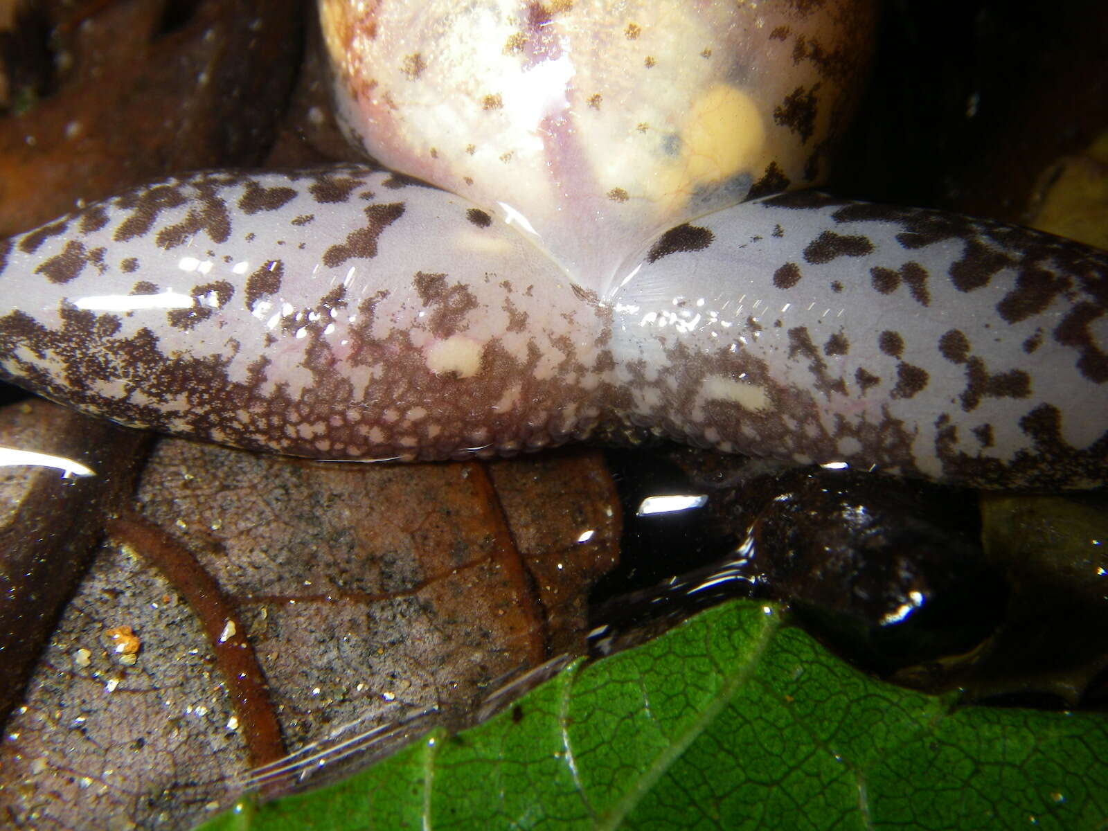 Image of Central Madagascar Frog