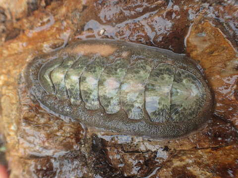 Image of conspicuous chiton