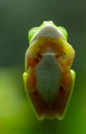 Image of Lemur Leaf Frog