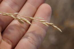 Imagem de Festuca campestris Rydb.