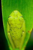 Image of Lemur Leaf Frog