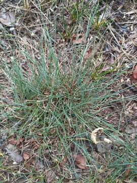 Image of hard fescue