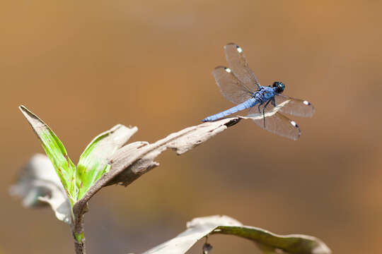 Слика од Libellula cyanea Fabricius 1775