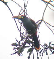 Image of Gray-breasted Mountain-toucan