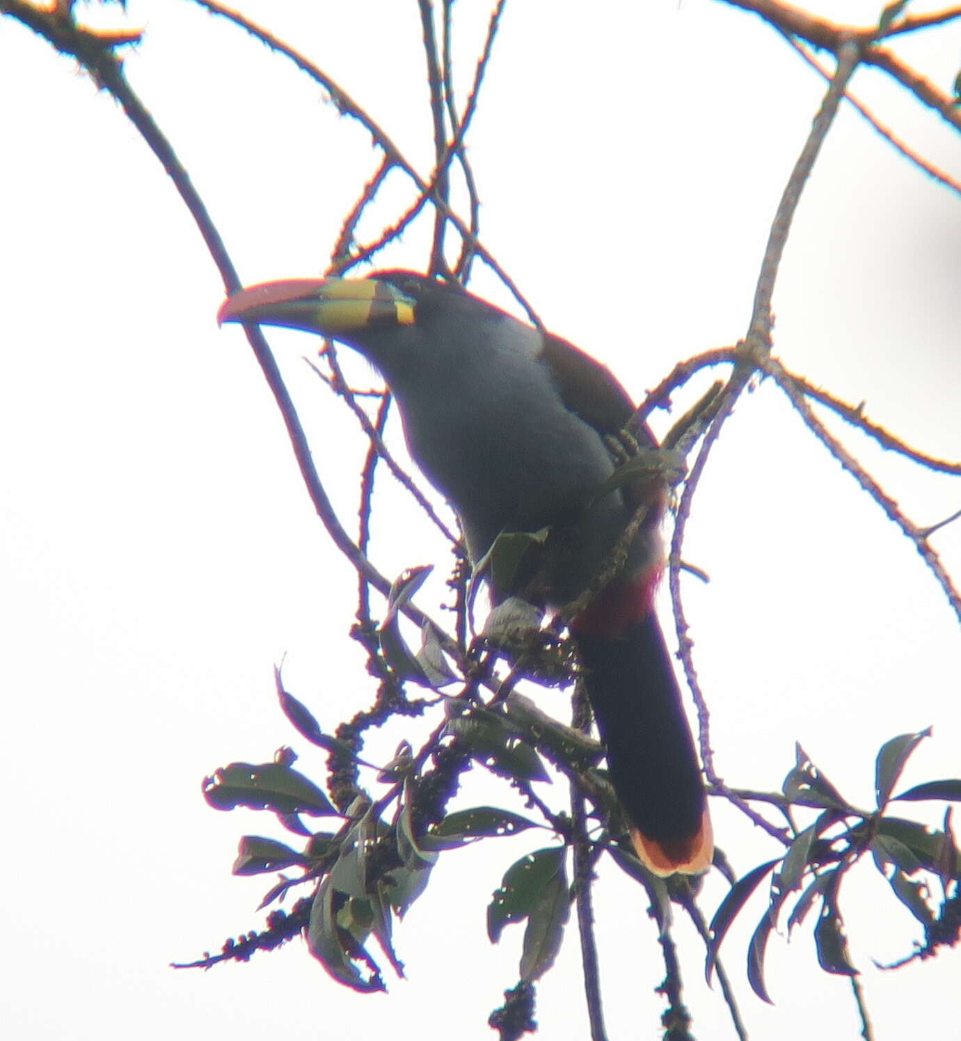 Image de Toucan bleu