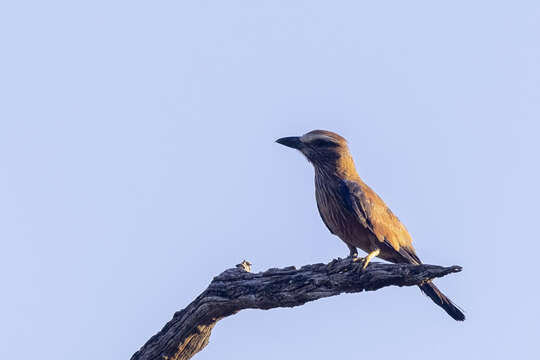 Image of Coracias naevius mosambicus Dresser 1890