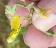 Image of Dichilus lebeckioides DC.