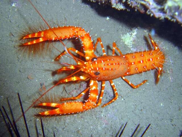 Image of Dwarf Reef Lobster