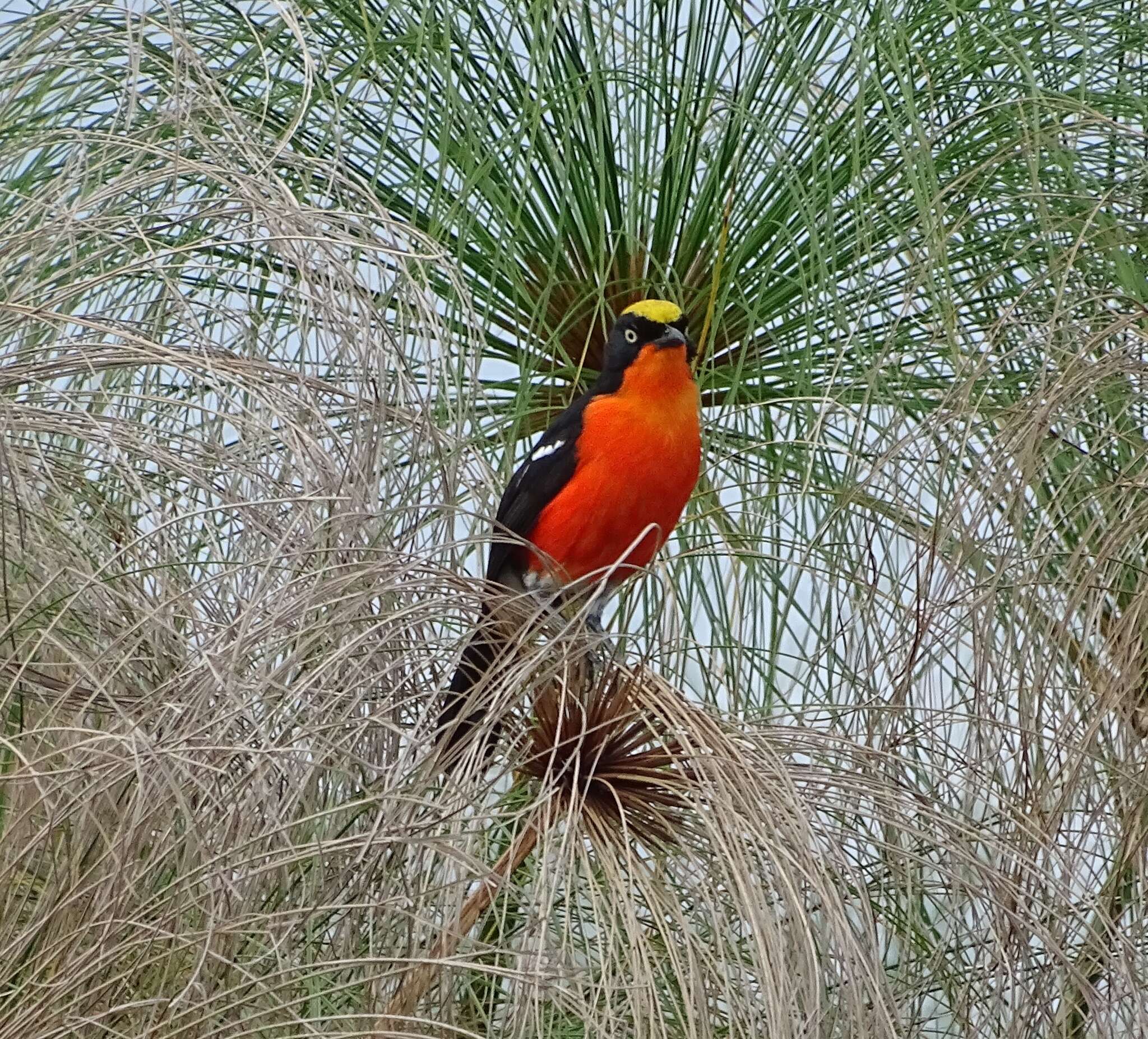 Image of Papyrus Gonolek