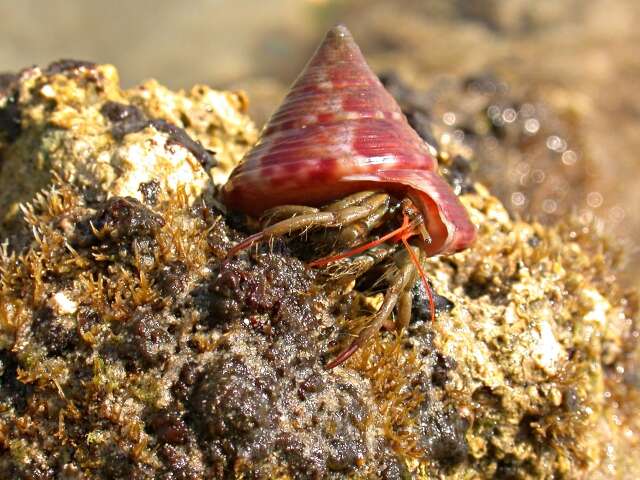 Pagurus longicarpus Say 1817 resmi