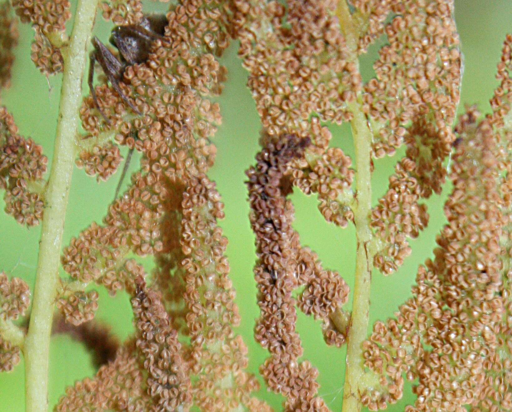 Image of Royal Fern