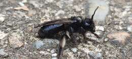 Image of Andrena pilipes Fabricius 1781