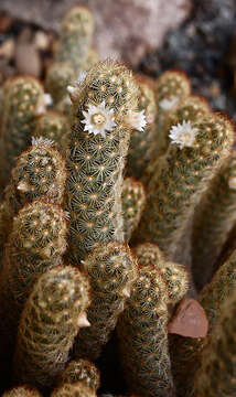 Image of Mammillaria elongata DC.