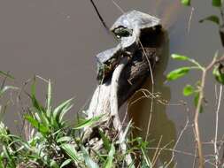 Image of Ringed Map Turtle