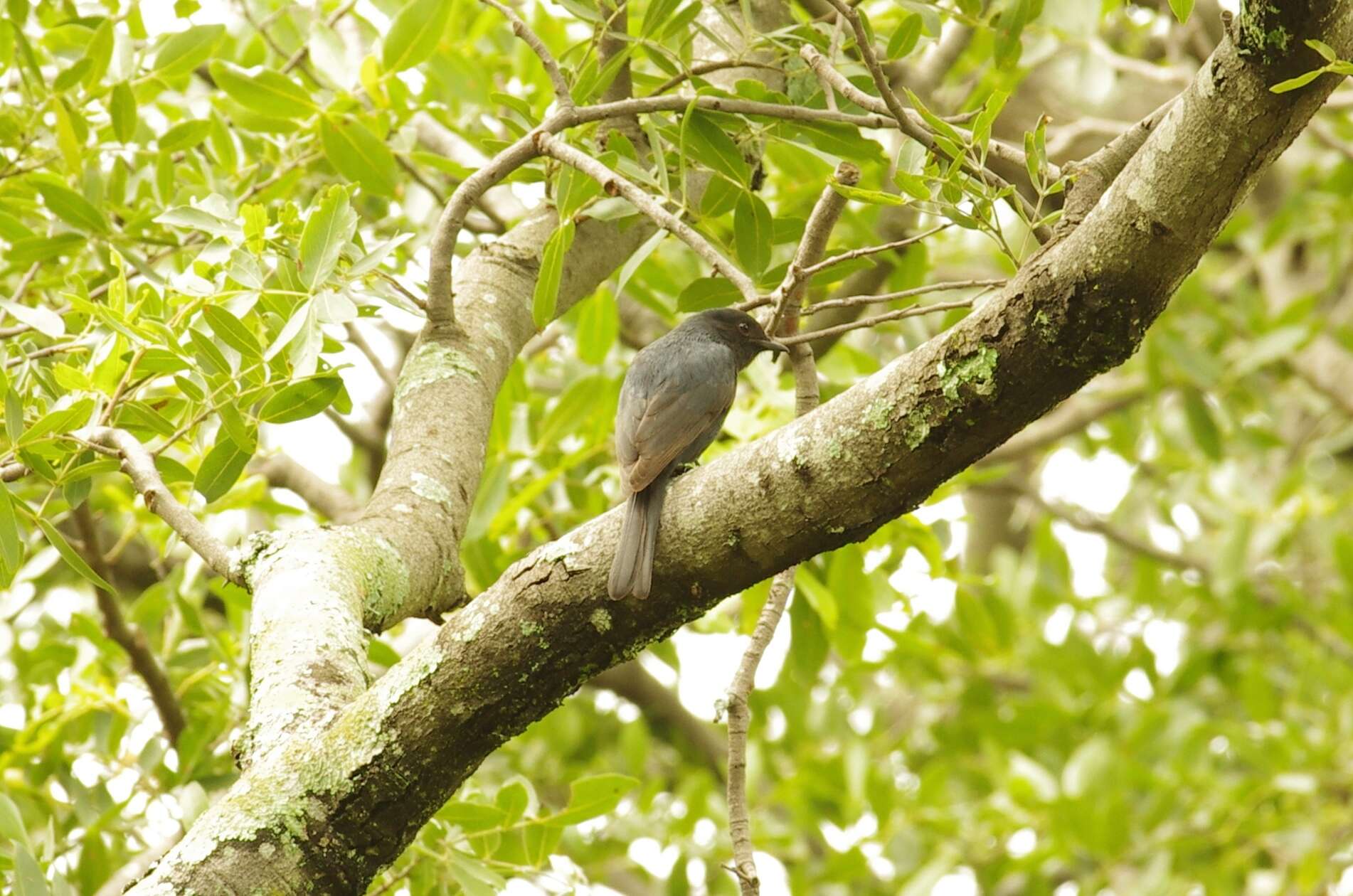 Image de <i>Melaenornis pammelaina poliogygna</i>