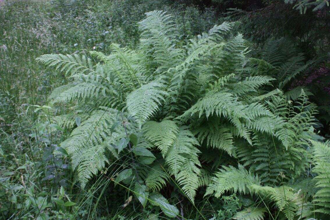 Image of male fern