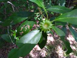 Image de Illicium parviflorum Michx.