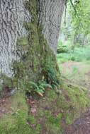 Image of common polypody