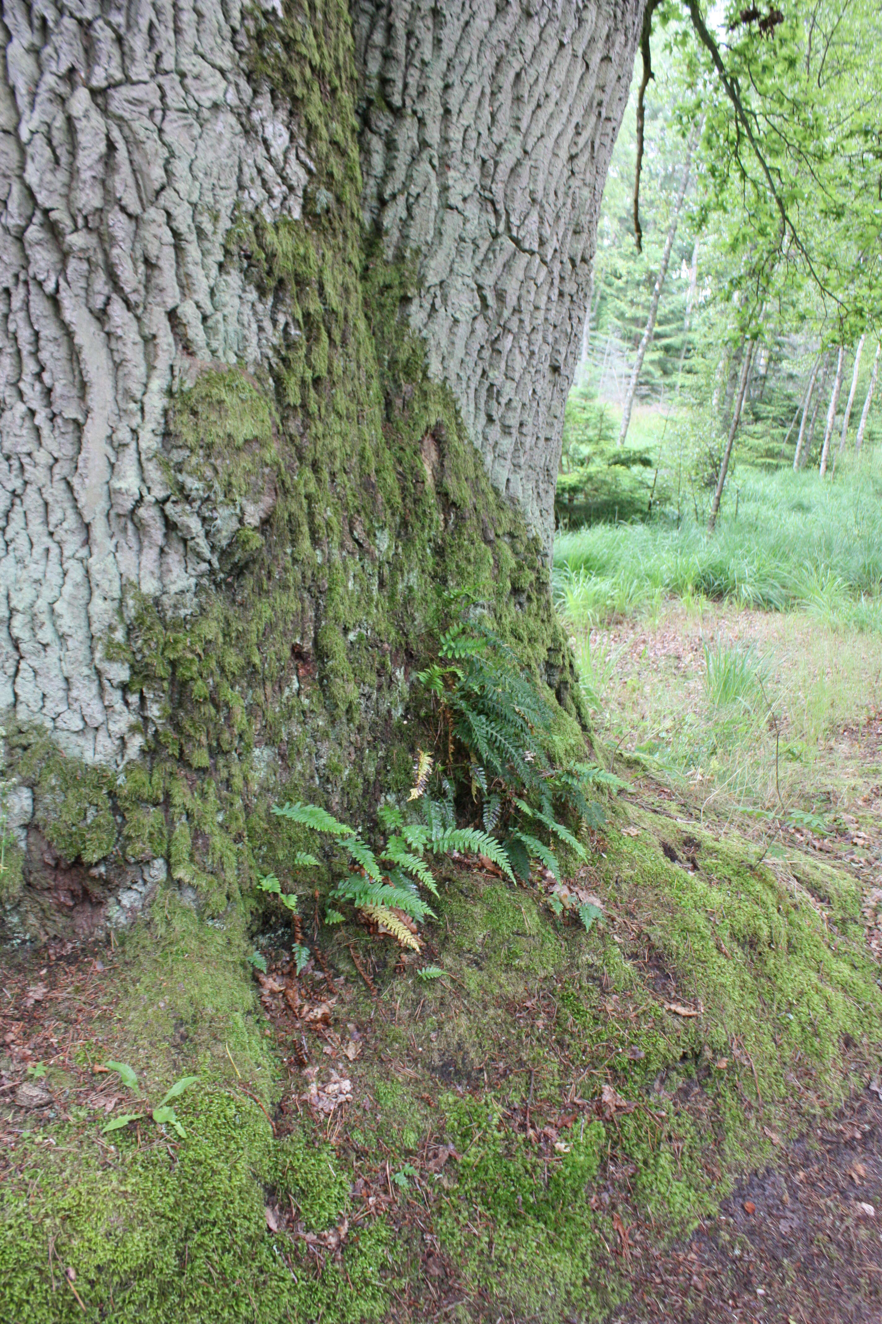 Image of common polypody