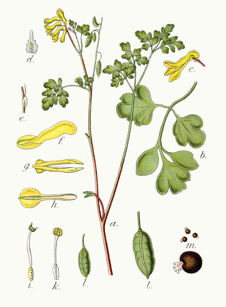 Image of yellow corydalis