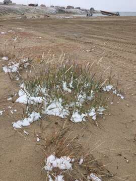 Image of American dunegrass