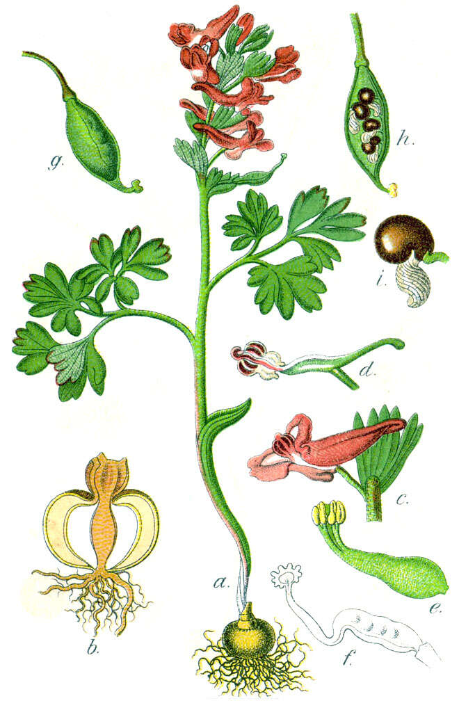 Plancia ëd Corydalis solida (L.) Clairv.