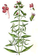 Image of Red hemp-nettle