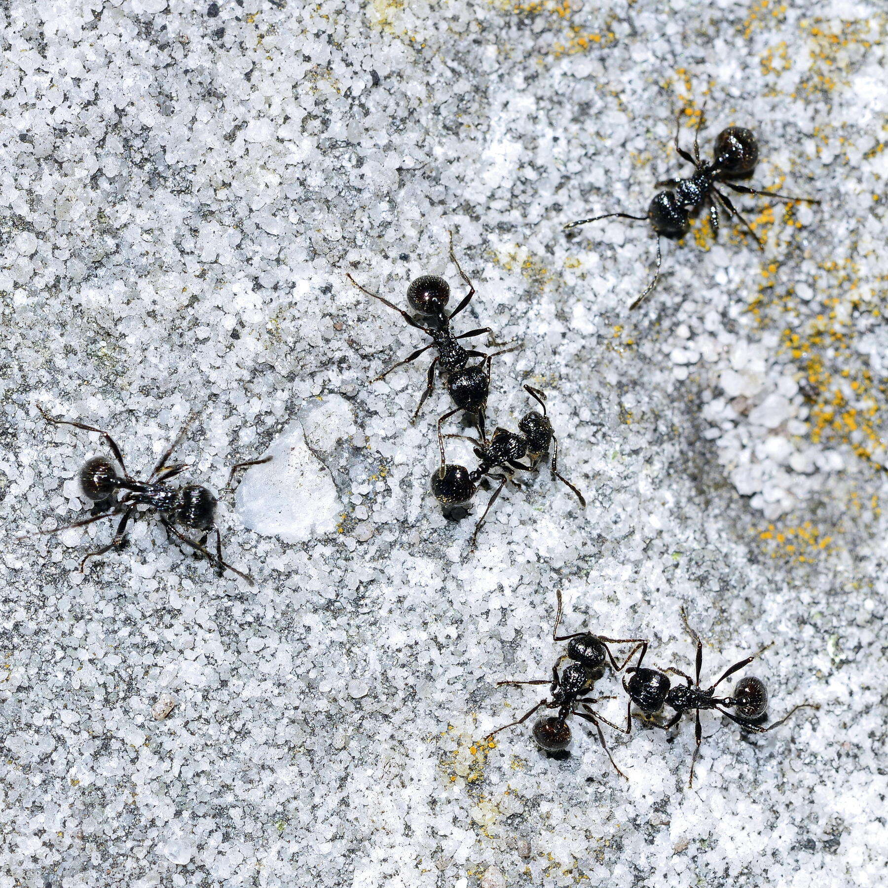 Image of Myrmicaria nigra (Mayr 1862)