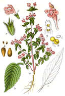 Image of hempnettle