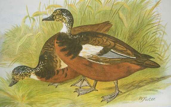 Image of Asarcornis Salvadori 1895