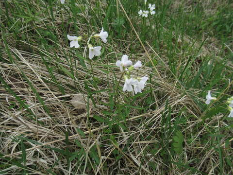 Imagem de Cardamine trifida (Lam. ex Poir.) B. M. G. Jones