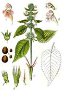 Image of Common hemp nettle