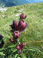 Image of Gentiana purpurea L.