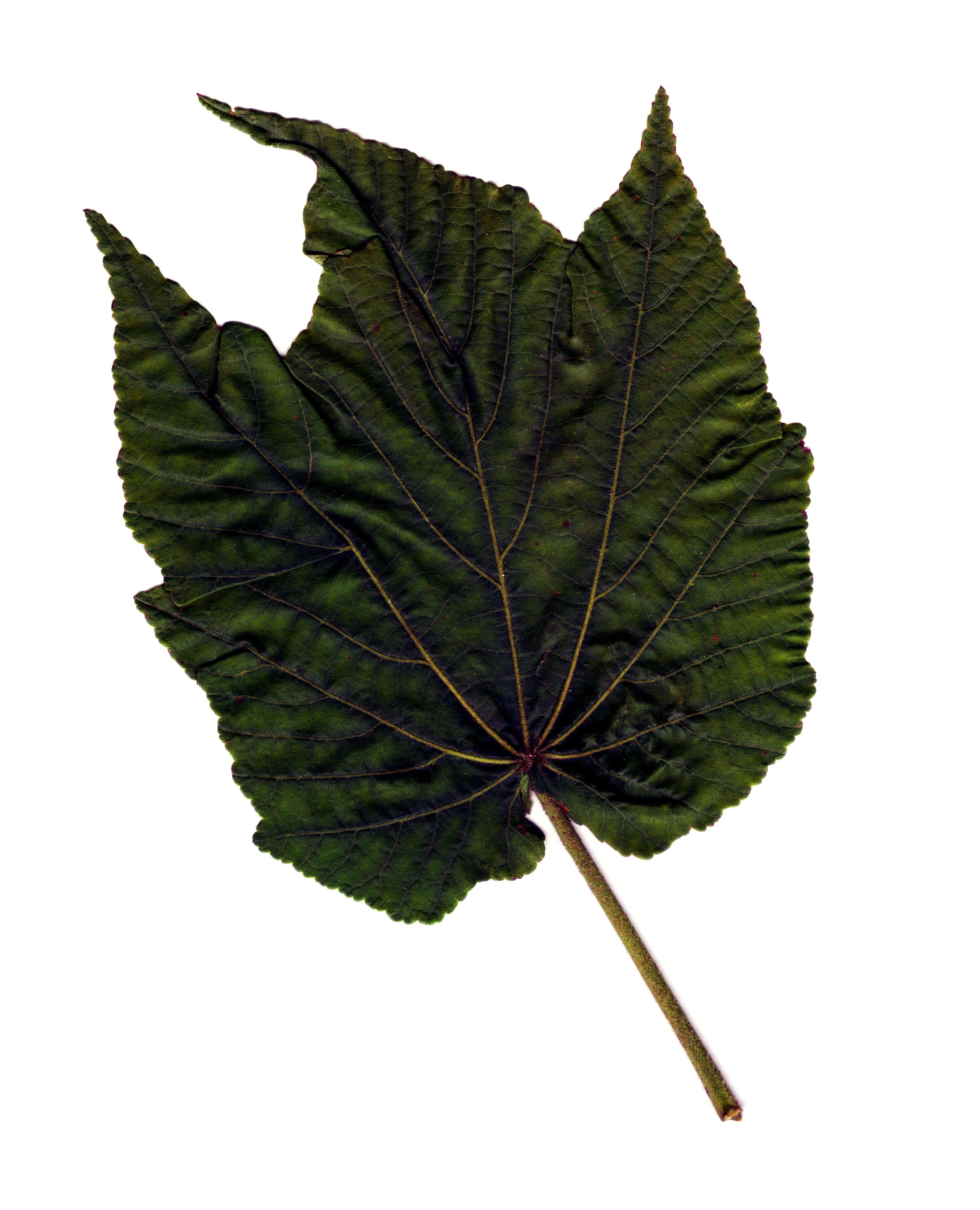 Image of Dombeya acutangula Cav.