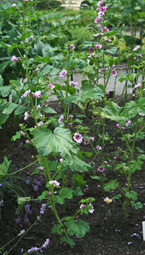 Image of high mallow