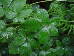 Image of Rubus armipotens Barton ex A. Newton