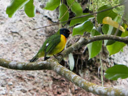 Image of Handsome Fruiteater