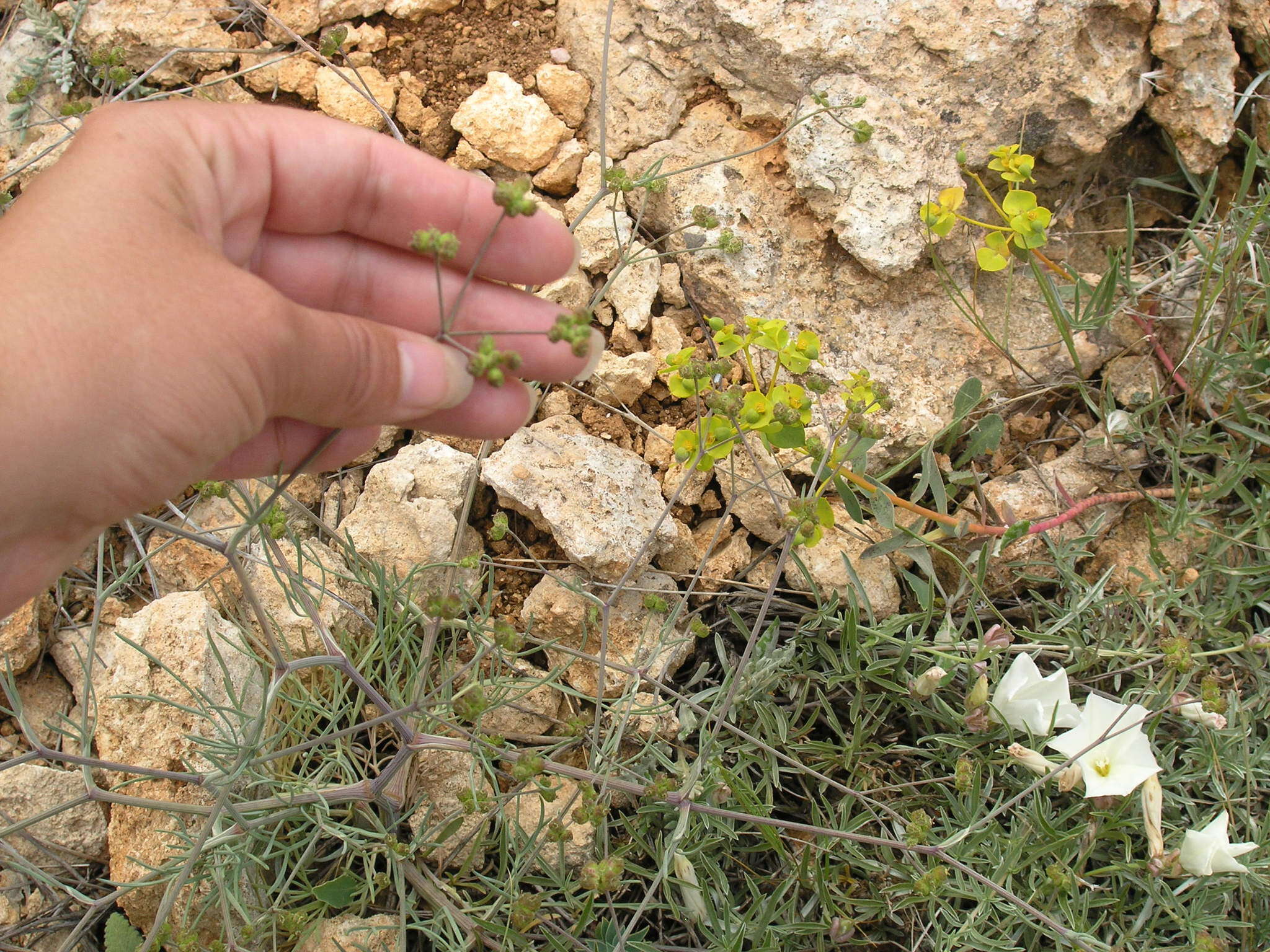 Image de Rumia crithmifolia (Willd.) Koso-Pol.