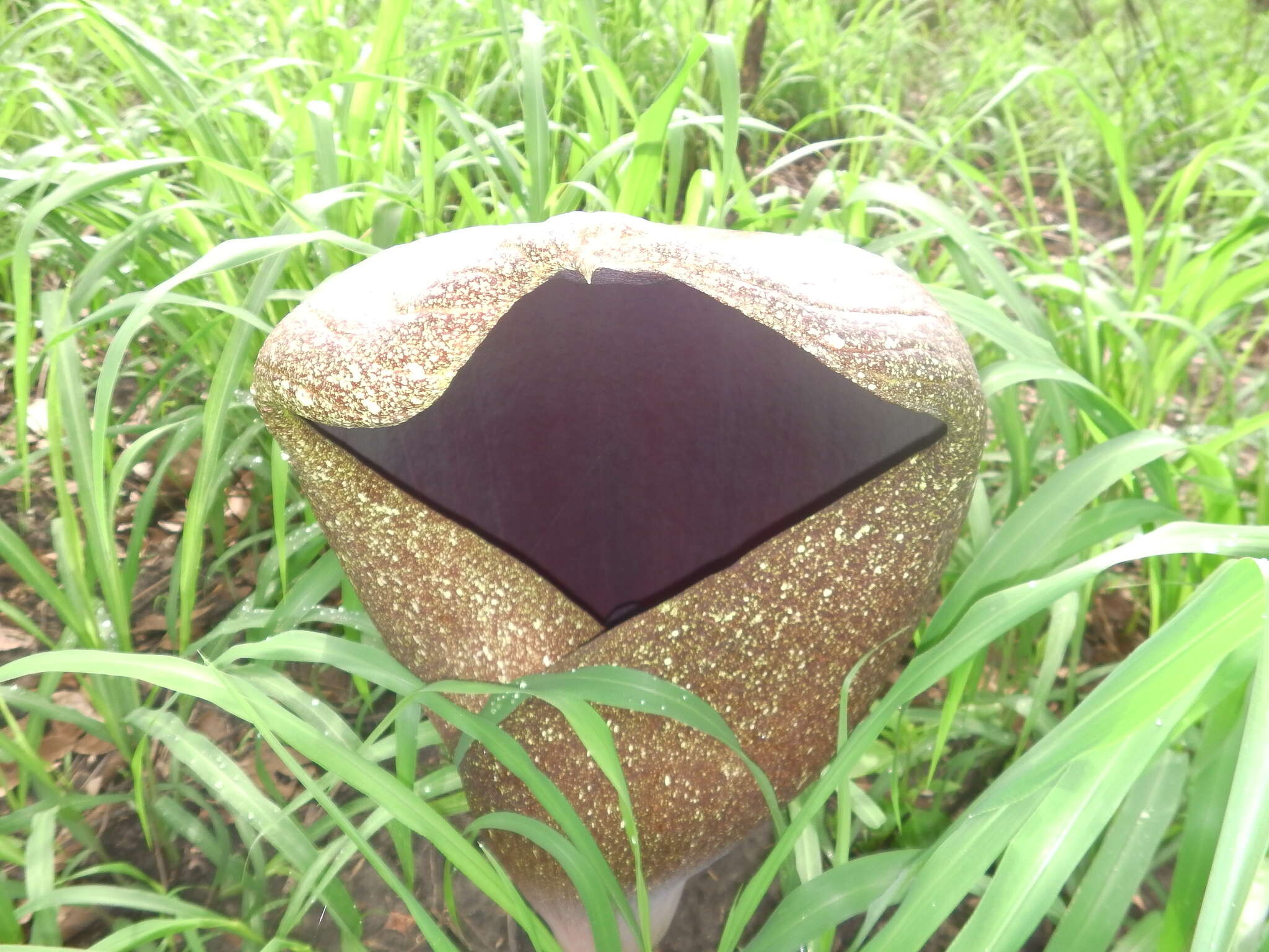 Image of Amorphophallus dracontioides (Engl.) N. E. Br.