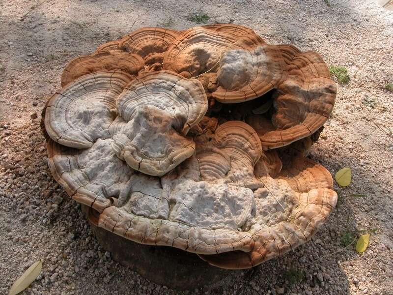 Image of lingzhi mushroom