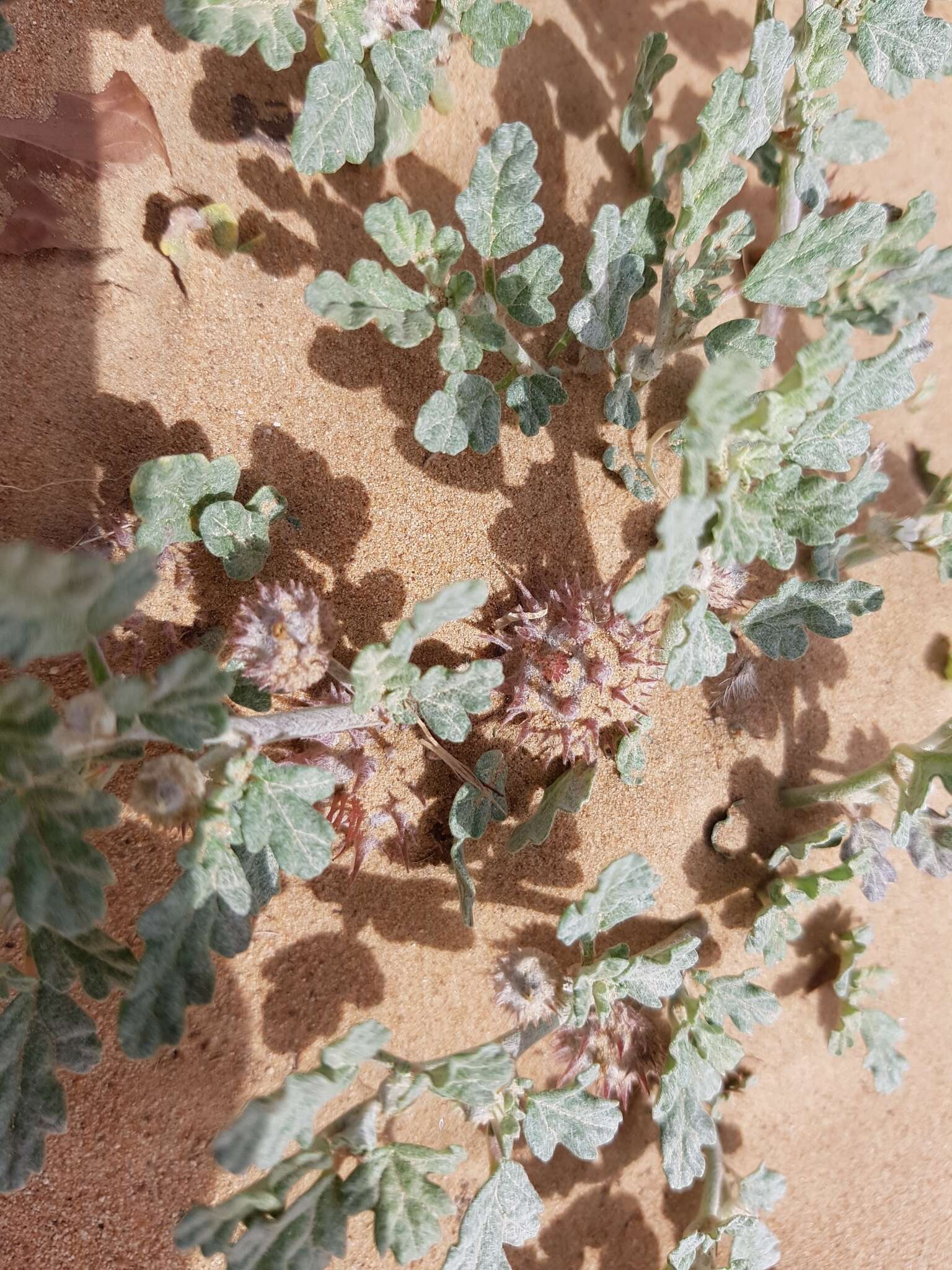 Image de Neurada procumbens L.